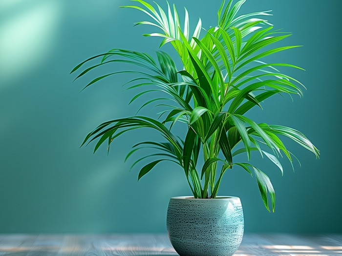 A parlor palm plant.